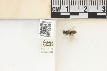 Media type: image;   Entomology 773529 Aspect: Labels